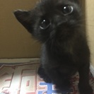 可愛い黒の子猫ちゃんです。