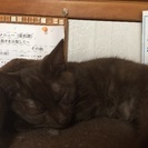 毛並みがとても可愛い猫ちゃん