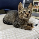 子猫の里親募集