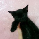 かわいい2匹の子猫