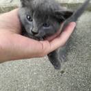 体長20cmほどの活発な子猫の里親 − 愛知県