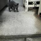 体長20cmほどの活発な子猫の里親 - 里親募集