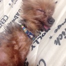 お願いします。 - 犬