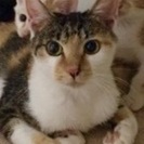 1歳 三毛猫 いい子です♪
