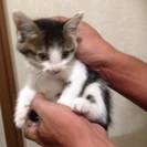 ちょっと長毛っぽいキジ白君 約二ヶ月