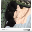 里親決定しました！ - 猫