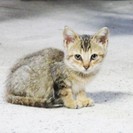 茶色（トラ？）子猫の里親を募集しています