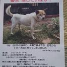 愛犬捜しています。助けてください！