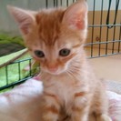 トラ猫の親子の里親募集　血液検査済(エイズ白血病検査陰性) 