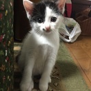 2ヶ月の女の子と男の子^._.^ - 猫