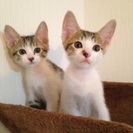 子ニャンコ飼って下さい。
