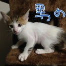 子ニャンコ飼って下さい。 - 富岡市
