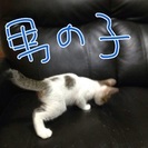 子ニャンコ飼って下さい。 - 猫