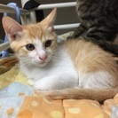 捨て子猫の里親募集 - 本庄市