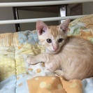 捨て子猫の里親募集 - 猫