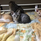 捨て子猫の里親募集 − 埼玉県