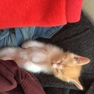 捨て子猫の里親募集