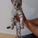 子猫の里親探してます。