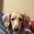 ミニチュアダックス探してます