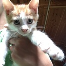 牧場で生まれた子猫です。
