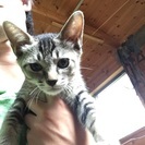 牧場で生まれた子猫です。 - 亘理郡