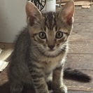 牧場で生まれた子猫です。 - 猫