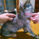 グレー模様の猫ちゃん（募集を一時休止させて頂きます）