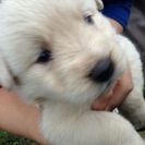 ゴールデンレトリバーミックス犬
