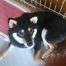 約、生後６ヶ月のオスの黒の柴犬です。里親に成ってくれる方を探して...
