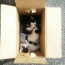 子猫4匹です。