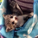 決まりました(^_^) キジトラ×白の子猫 生後1ヶ月くらい