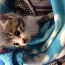 決まりました(^_^) キジトラ×白の子猫 生後1ヶ月くらい - 猫
