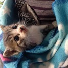 決まりました(^_^) キジトラ×白の子猫 生後1ヶ月くらい − 埼玉県