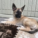 里親募集  大きな耳が可愛いミックスの男の子 - 犬