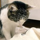 テレビ台。PCデスク。こたつ。なんでもいいので譲ってください(´...