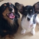 ☆生後三か月の女の子☆