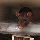 ラット（2匹）＋飼育用品を譲り受けて頂ける方を募集します。