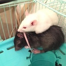 ラット（2匹）＋飼育用品を譲り受けて頂ける方を募集します。 - 新宿区