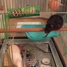 ラット（2匹）＋飼育用品を譲り受けて頂ける方を募集します。 - 里親募集