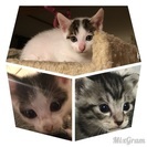 8月26日生まれの子猫達です。