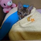 またまた…子猫ちゃんが？！ありがとうございました❗ - 佐世保市