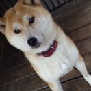 里親様が決定いたしました。