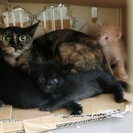 生後一か月半齢　４匹子猫とさび母猫