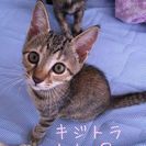 推定生後7ヶ月 代理掲載・T家７兄弟子猫軍団 ♂♀