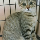 うすいきじ縞の雌猫　生後半年齢