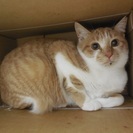 茶しろに黒い模様が少しはいった三毛柄１さい - 猫