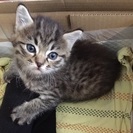 子猫 メス 里親募集です！