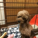 ４歳男の子