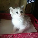 【募集終了】子猫の里親募集　メス猫