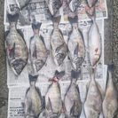 釣り仲間　募集